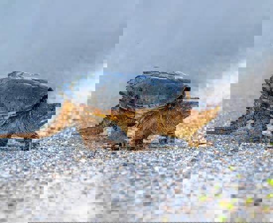 Common Snapping Turtle