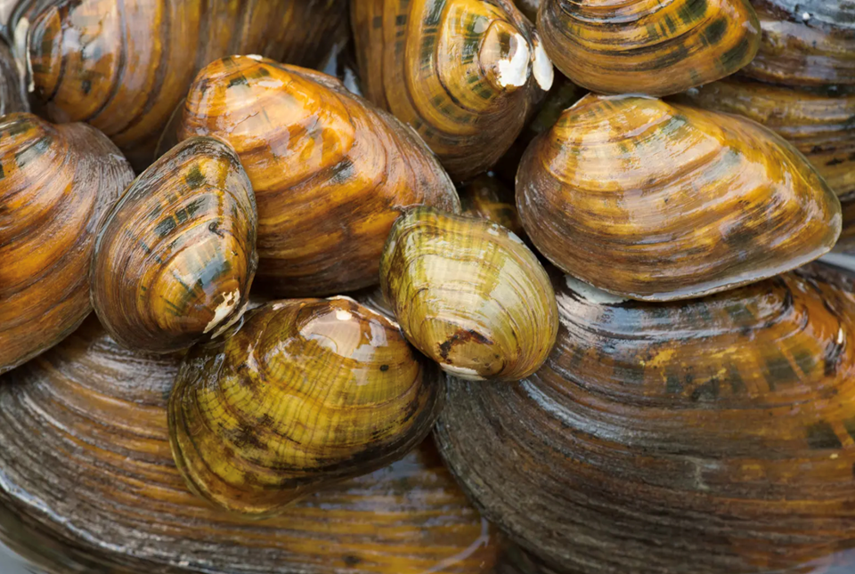 Seven types of freshwater mussels found in Central Texas have been listed for protection under the Endangered Species Act. Ryan Hagerty, USFWS