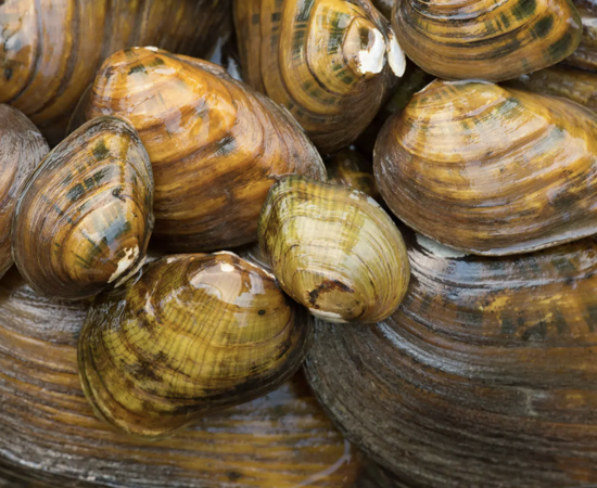 Seven Types Of Freshwater Mussels Found In Central Texas Have Been Listed For Protection Under The Endangered Species Act. Ryan Hagerty USFWS