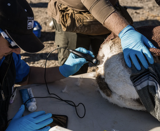 Marcus Blum And Desert Big Horn Sheep