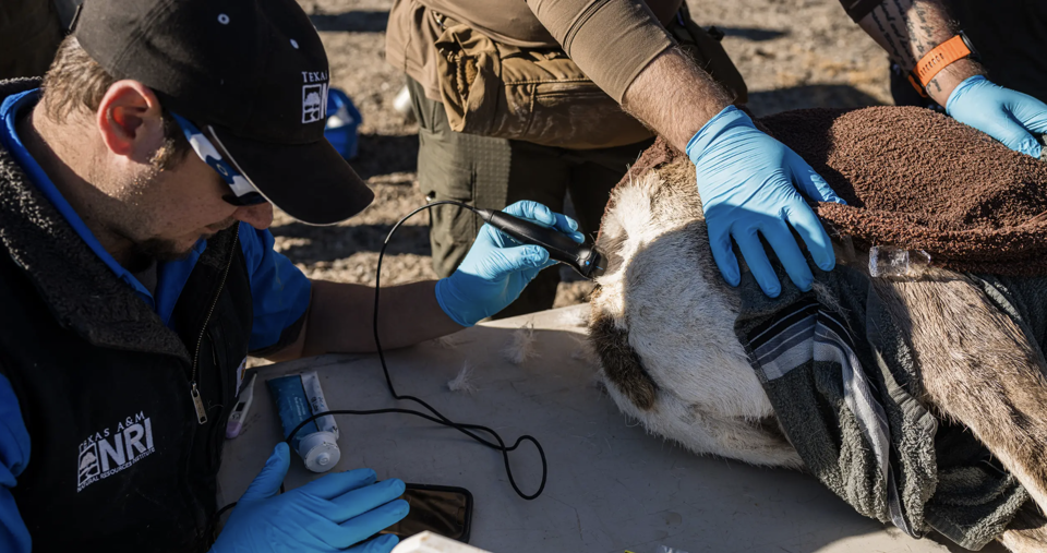 NRI's Marcus Blum conducting an ultrasound. Photo by Brady Miller.