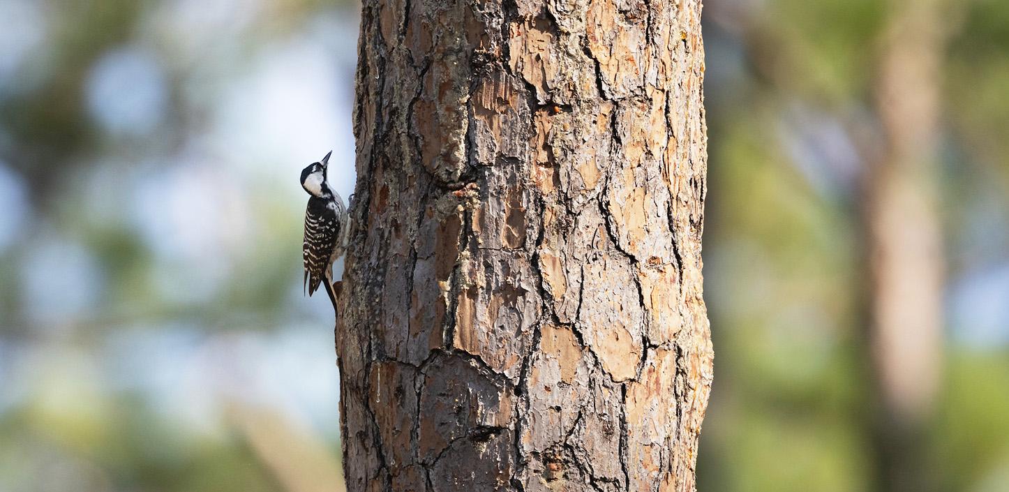 NFWF Announces Record $33.5 Million In Conservation Grants To Restore ...