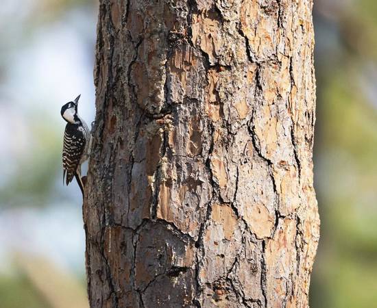 Rcw Longleaf Hero 1446X705