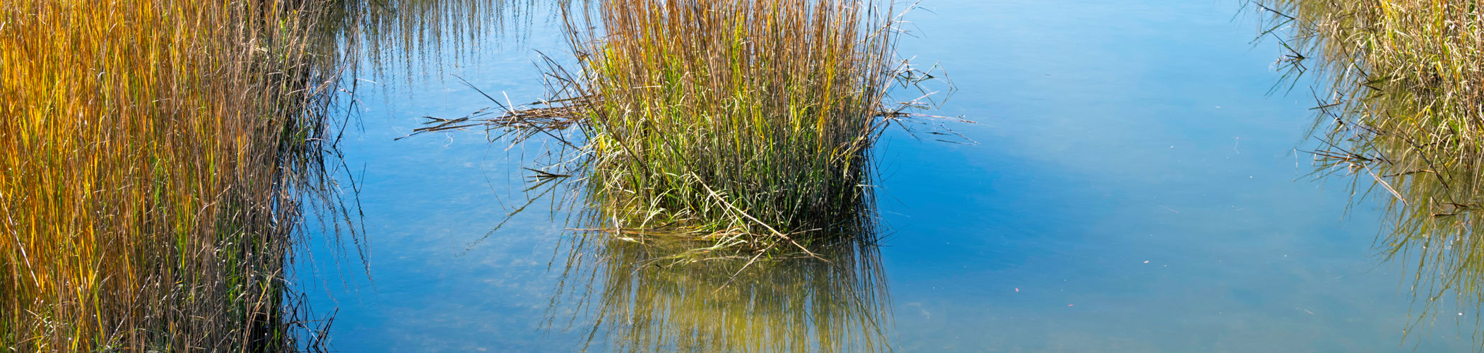 bg_image