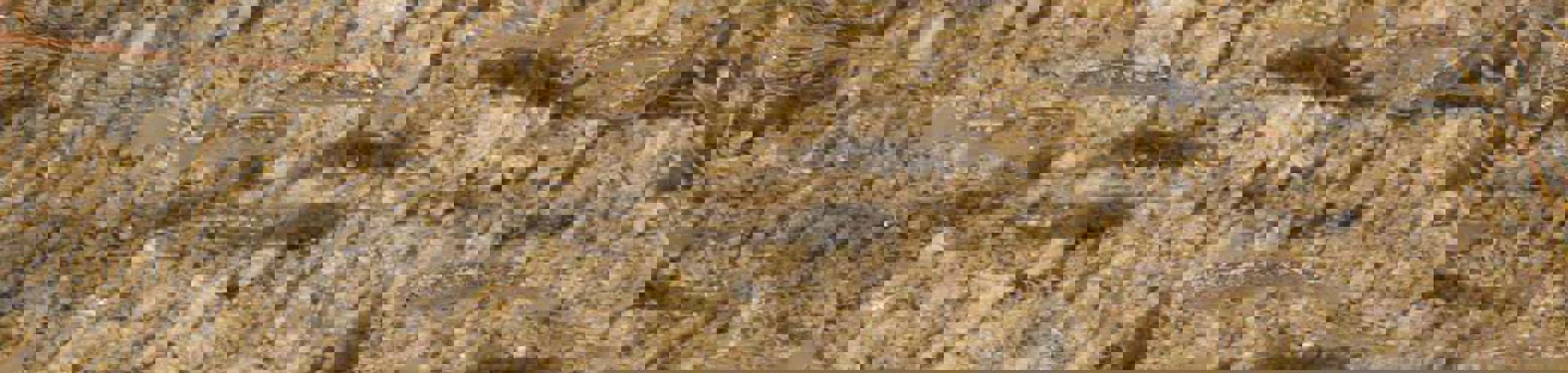 bg_image