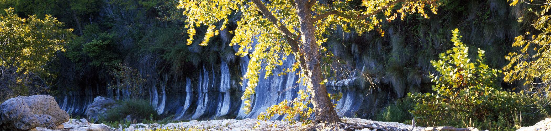 bg_image