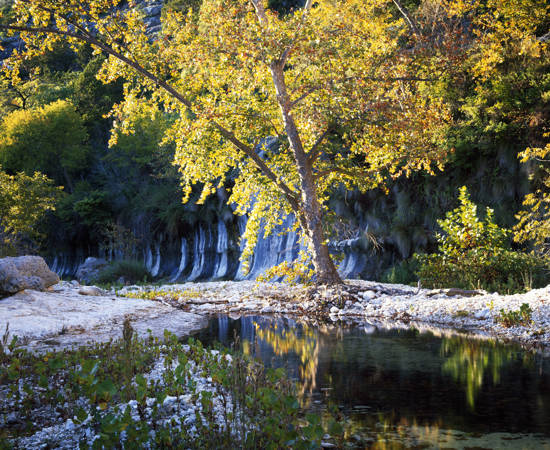 Sycamore Tree, Yellow Bluff Canyon By Charles Kruvand