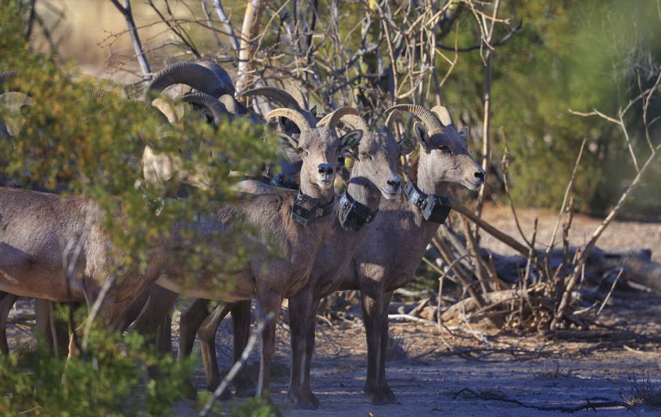 Wild sheep_Webb.png