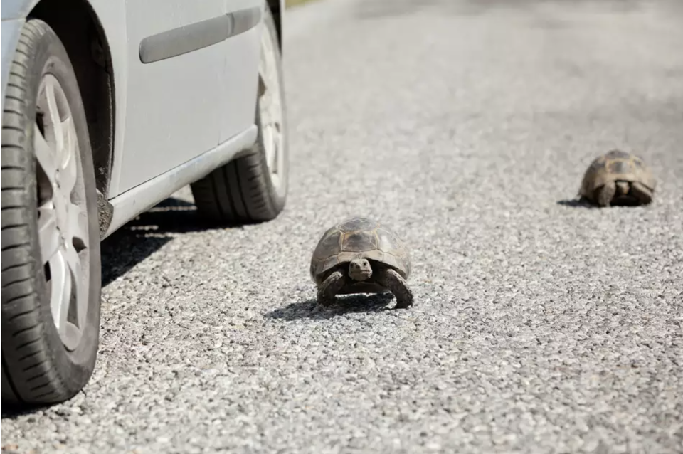 Turtles may need some human assistance to cross the road safely.