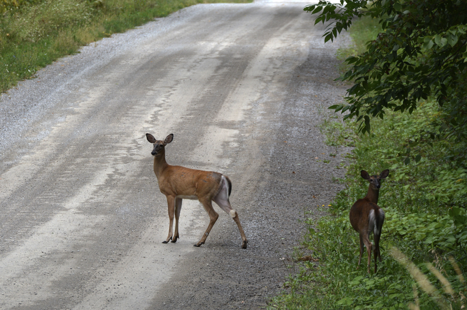 Doe and a fawn crossing the road