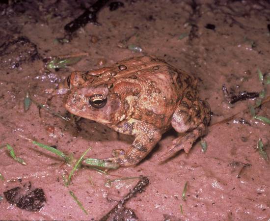 960px-Houston_toad.jpg