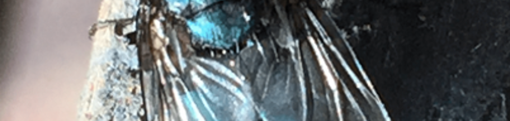 bg_image