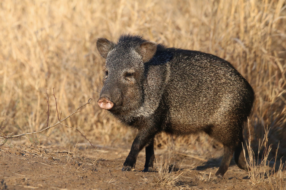 Researchers with Texas A&M AgriLife are leading a foundational study that will provide critical insight into the population dynamics and habitat usage of javelina, also known as collared peccary. Their findings will help guide the management and conservation of the native species. (Joseph Richards/Richards Outdoor Photography)